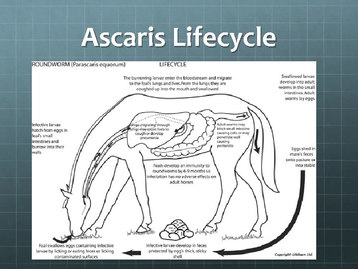 Ascaris Lifecycle 