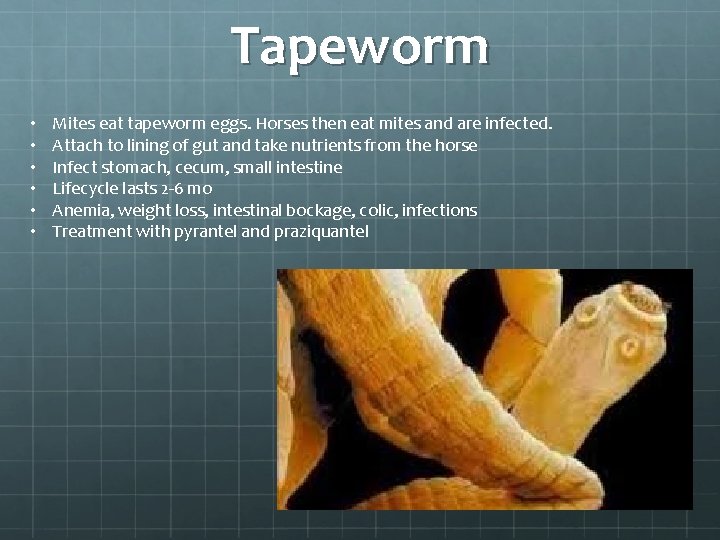 Tapeworm • • • Mites eat tapeworm eggs. Horses then eat mites and are