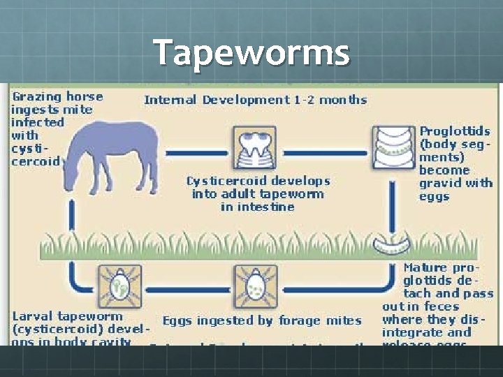 Tapeworms 