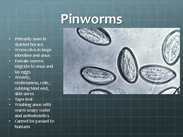 Pinworms • Primarily seen in stabled horses • Worms live in large intestine and