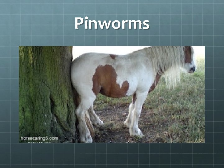 Pinworms 