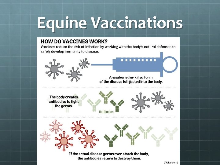 Equine Vaccinations 