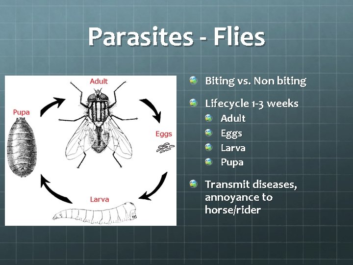 Parasites - Flies Biting vs. Non biting Lifecycle 1 -3 weeks Adult Eggs Larva