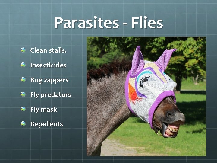 Parasites - Flies Clean stalls. Insecticides Bug zappers Fly predators Fly mask Repellents 