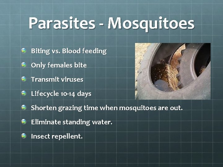 Parasites - Mosquitoes Biting vs. Blood feeding Only females bite Transmit viruses Lifecycle 10