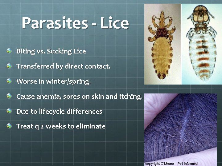 Parasites - Lice Biting vs. Sucking Lice Transferred by direct contact. Worse in winter/spring.