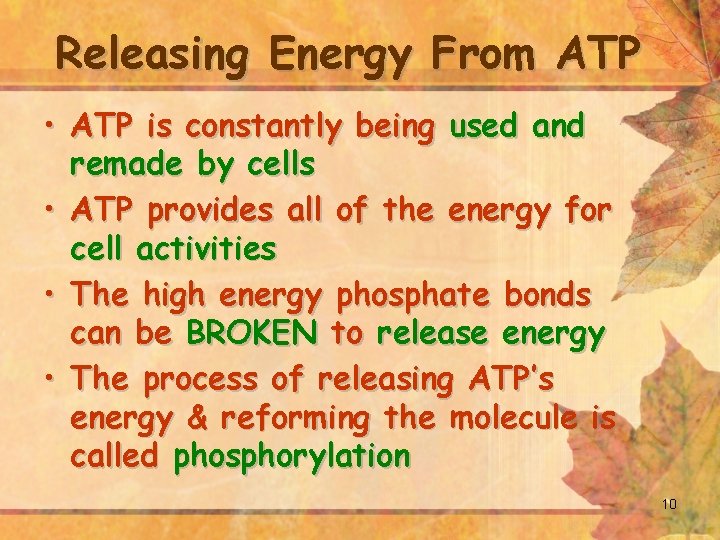Releasing Energy From ATP • ATP is constantly being used and remade by cells