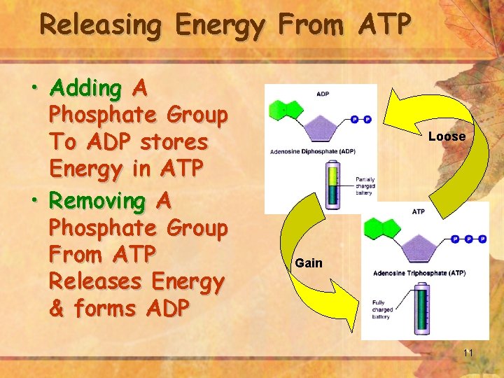 Releasing Energy From ATP • Adding A Phosphate Group To ADP stores Energy in