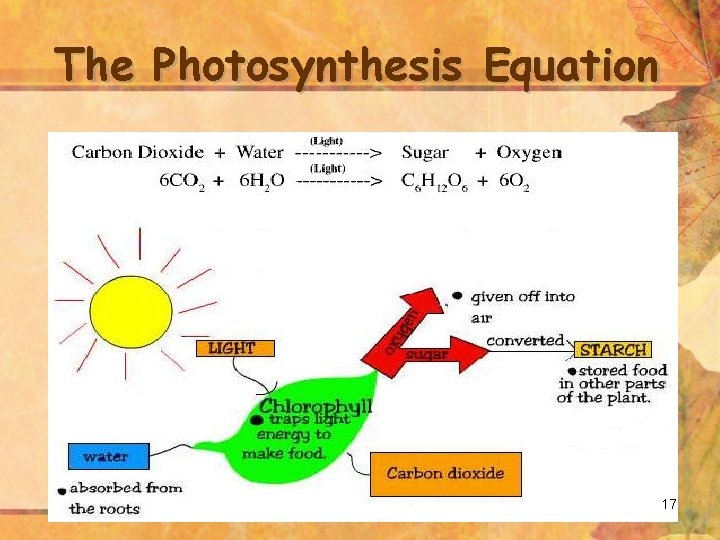 The Photosynthesis Equation 17 
