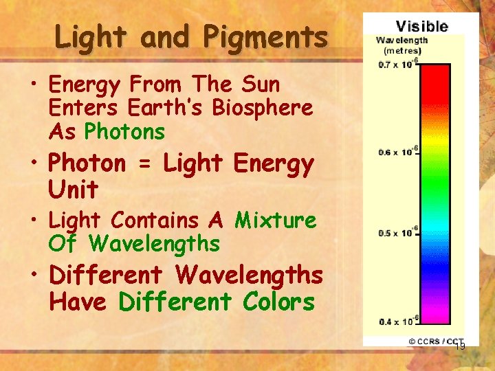 Light and Pigments • Energy From The Sun Enters Earth’s Biosphere As Photons •