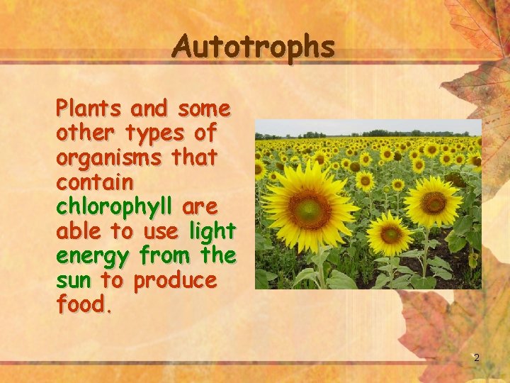 Autotrophs Plants and some other types of organisms that contain chlorophyll are able to