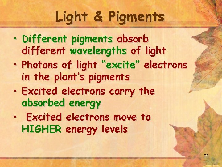 Light & Pigments • Different pigments absorb different wavelengths of light • Photons of