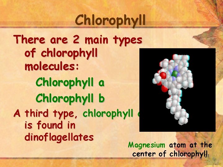 Chlorophyll There are 2 main types of chlorophyll molecules: Chlorophyll a Chlorophyll b A