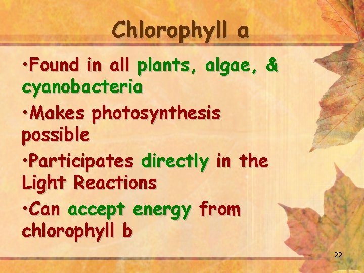 Chlorophyll a • Found in all plants, algae, & cyanobacteria • Makes photosynthesis possible