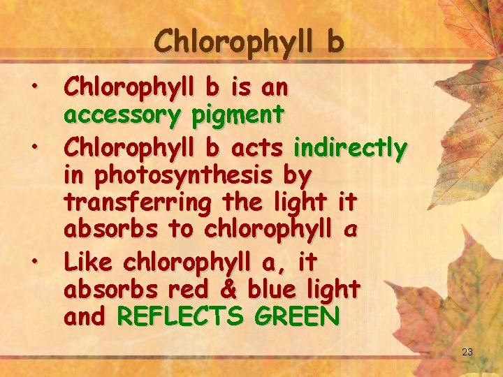 Chlorophyll b • Chlorophyll b is an accessory pigment • Chlorophyll b acts indirectly