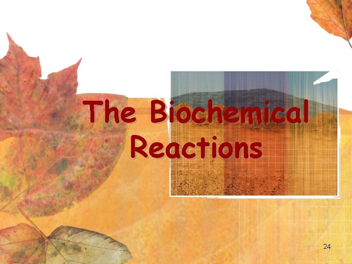 The Biochemical Reactions 24 