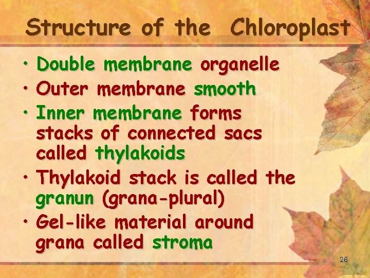 Structure of the Chloroplast • • • Double membrane organelle Outer membrane smooth Inner