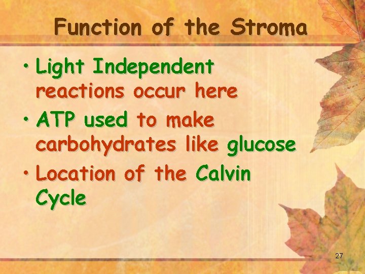 Function of the Stroma • Light Independent reactions occur here • ATP used to