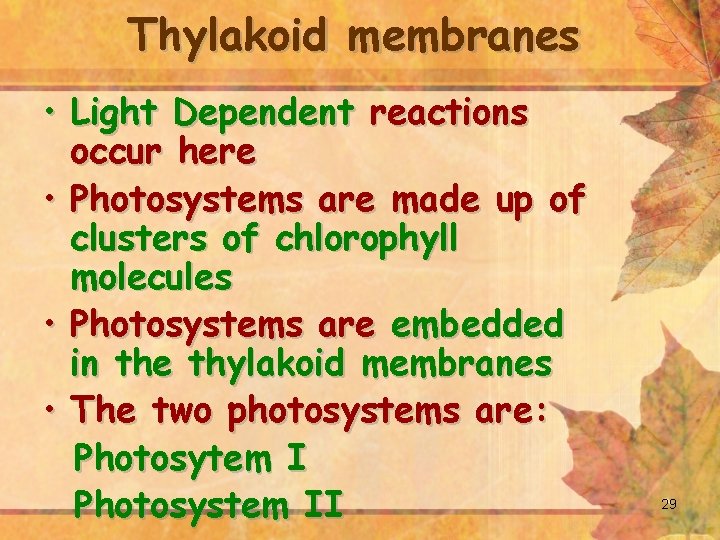 Thylakoid membranes • Light Dependent reactions occur here • Photosystems are made up of