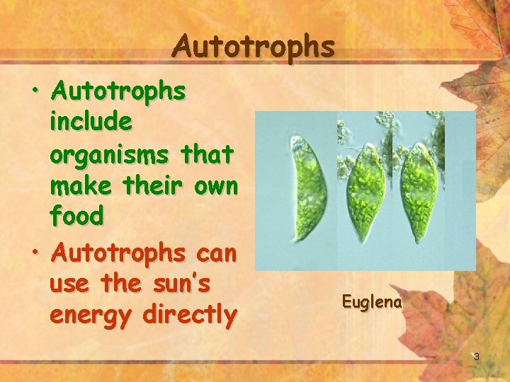 Autotrophs • Autotrophs include organisms that make their own food • Autotrophs can use