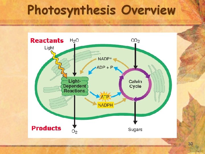 Photosynthesis Overview 30 