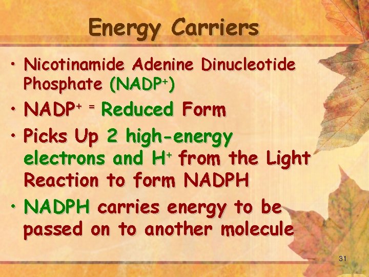 Energy Carriers • Nicotinamide Adenine Dinucleotide Phosphate (NADP+) • NADP+ = Reduced Form •