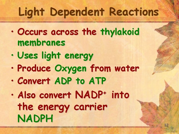 Light Dependent Reactions • Occurs across the thylakoid membranes • Uses light energy •