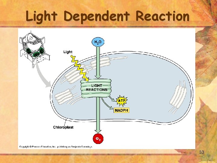 Light Dependent Reaction 33 
