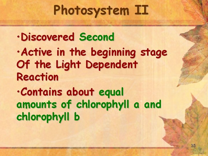 Photosystem II • Discovered Second • Active in the beginning stage Of the Light