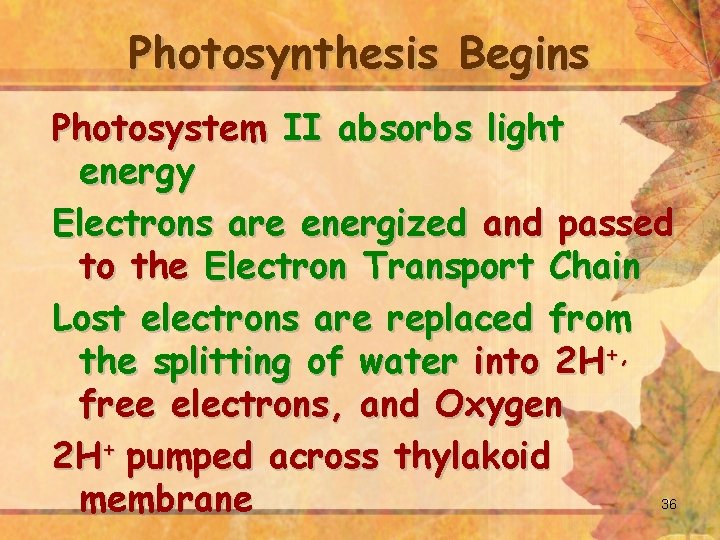 Photosynthesis Begins Photosystem II absorbs light energy Electrons are energized and passed to the