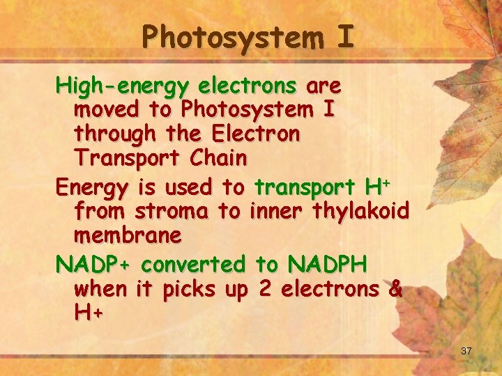 Photosystem I High-energy electrons are moved to Photosystem I through the Electron Transport Chain