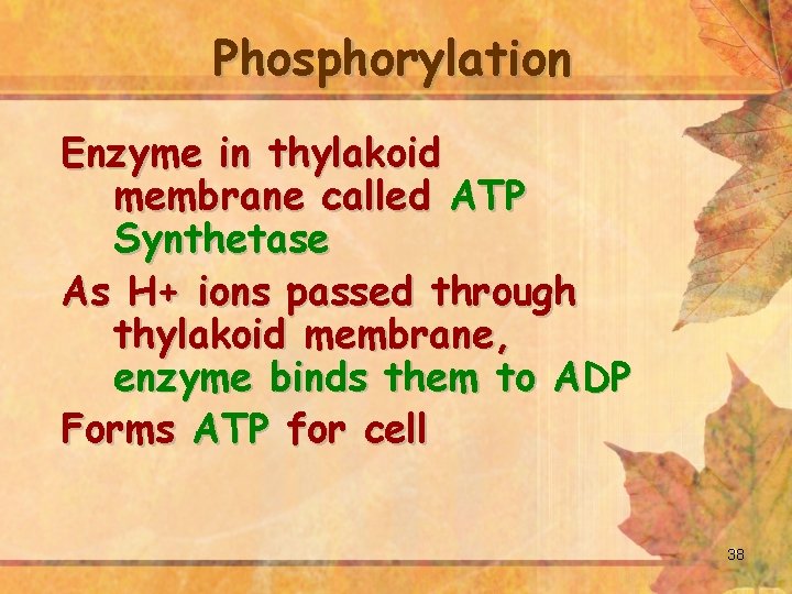 Phosphorylation Enzyme in thylakoid membrane called ATP Synthetase As H+ ions passed through thylakoid