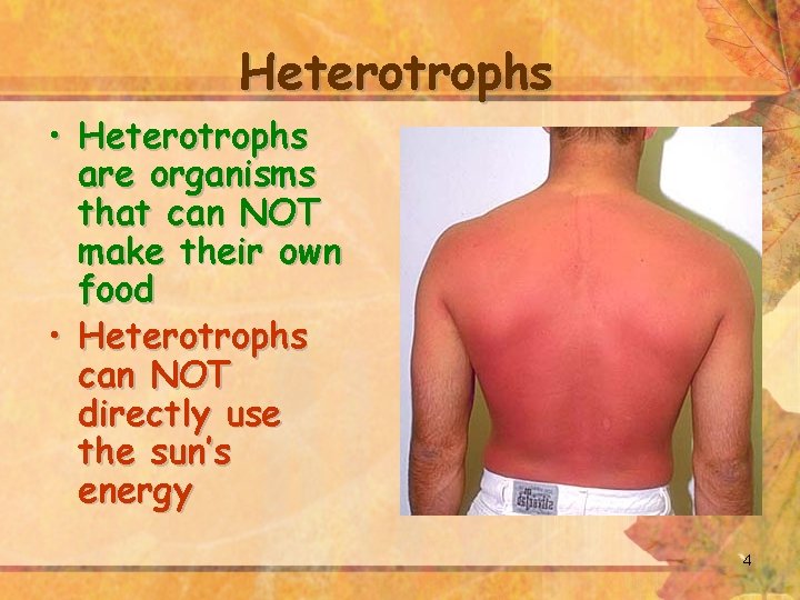 Heterotrophs • Heterotrophs are organisms that can NOT make their own food • Heterotrophs