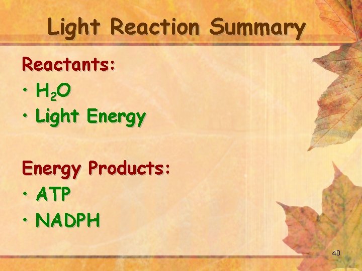 Light Reaction Summary Reactants: • H 2 O • Light Energy Products: • ATP