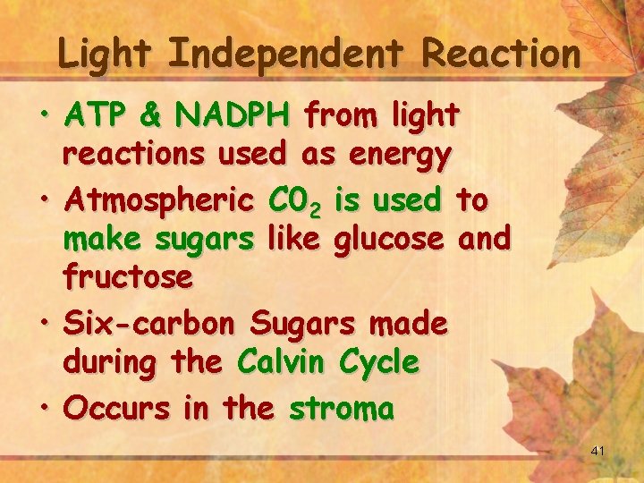 Light Independent Reaction • ATP & NADPH from light reactions used as energy •