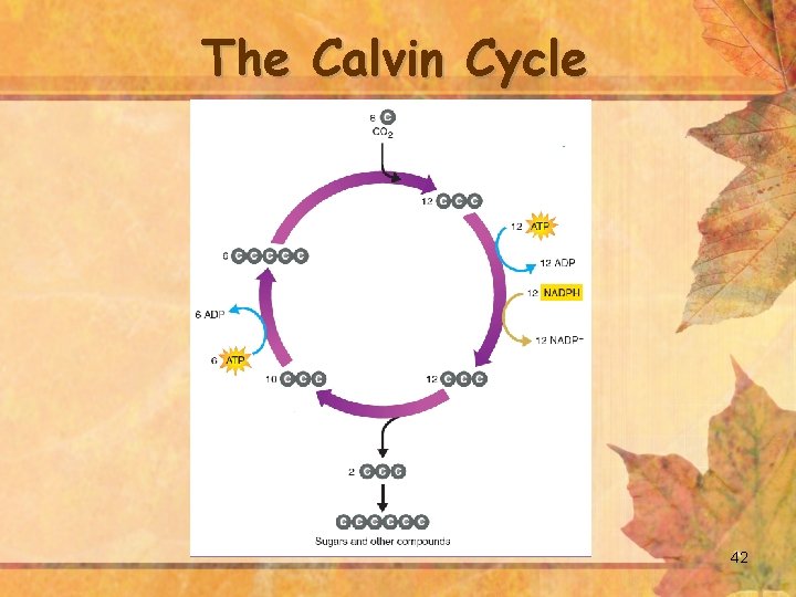 The Calvin Cycle 42 
