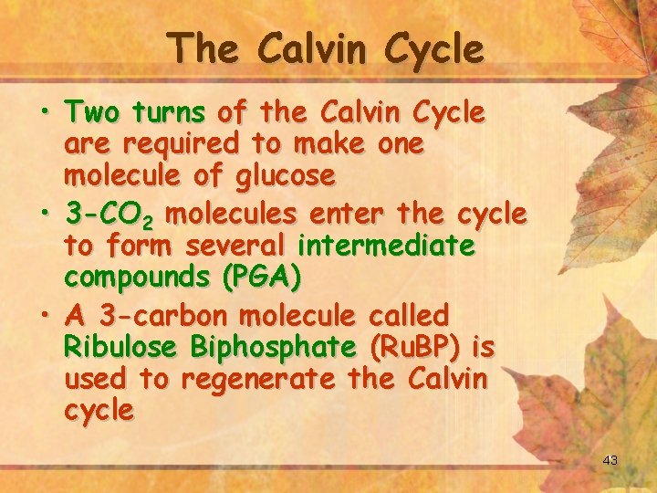 The Calvin Cycle • Two turns of the Calvin Cycle are required to make