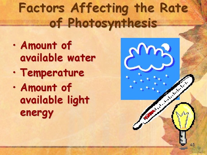 Factors Affecting the Rate of Photosynthesis • Amount of available water • Temperature •