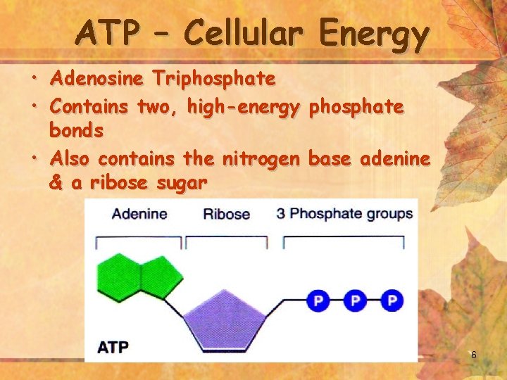 ATP – Cellular Energy • Adenosine Triphosphate • Contains two, high-energy phosphate bonds •
