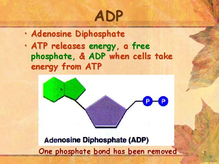 ADP • Adenosine Diphosphate • ATP releases energy, a free phosphate, & ADP when