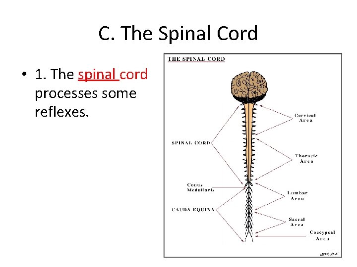 C. The Spinal Cord • 1. The spinal cord processes some reflexes. 