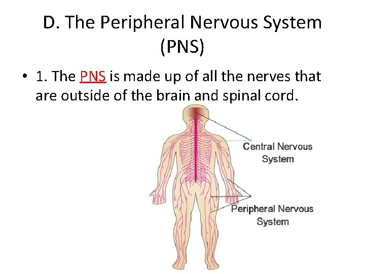 D. The Peripheral Nervous System (PNS) • 1. The PNS is made up of