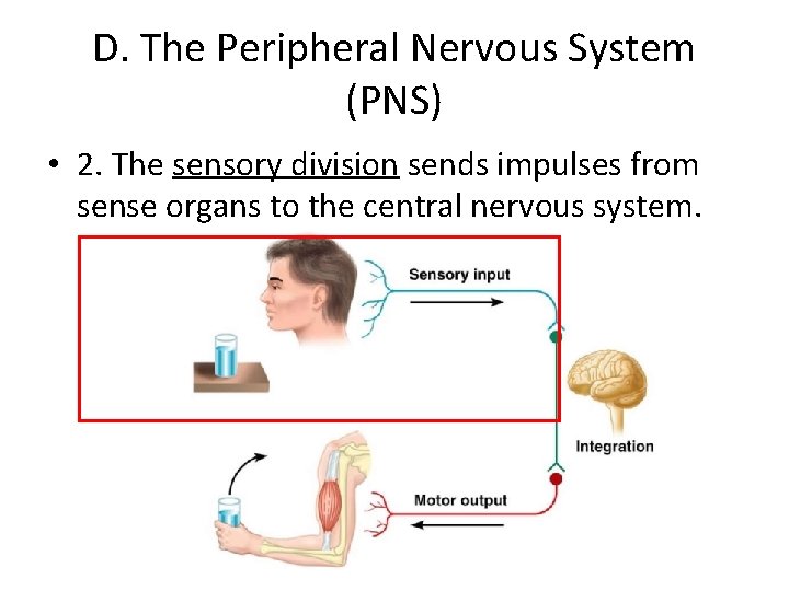 D. The Peripheral Nervous System (PNS) • 2. The sensory division sends impulses from