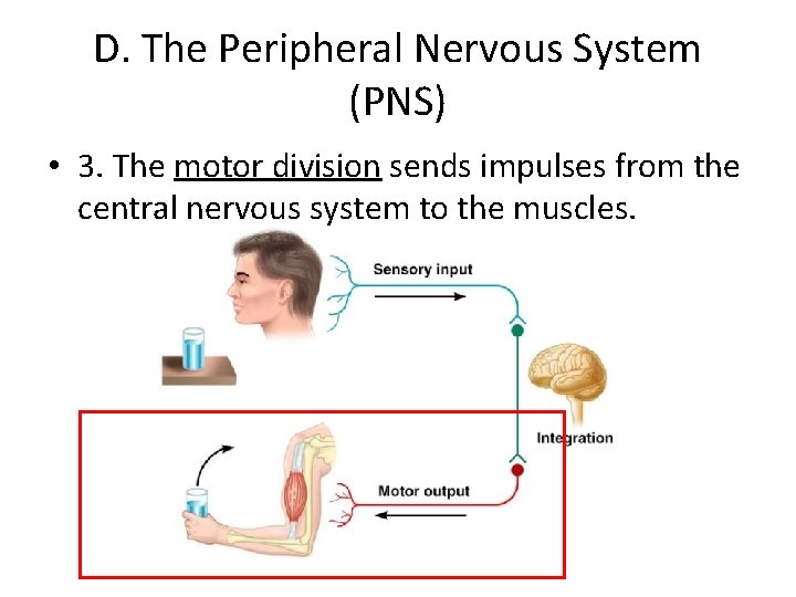 D. The Peripheral Nervous System (PNS) • 3. The motor division sends impulses from