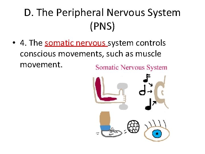 D. The Peripheral Nervous System (PNS) • 4. The somatic nervous system controls conscious