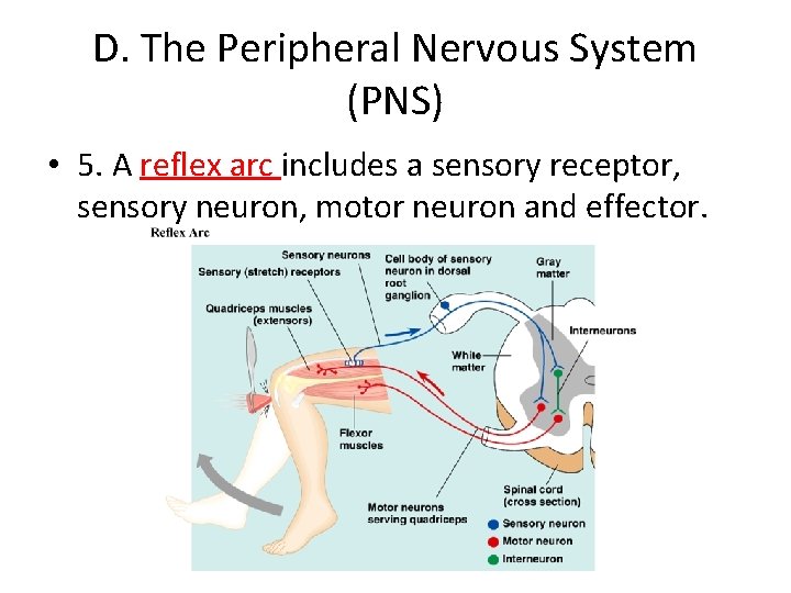 D. The Peripheral Nervous System (PNS) • 5. A reflex arc includes a sensory