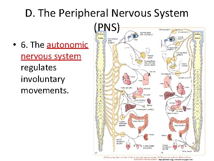 D. The Peripheral Nervous System (PNS) • 6. The autonomic nervous system regulates involuntary