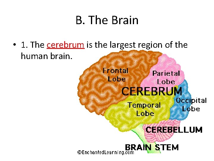 B. The Brain • 1. The cerebrum is the largest region of the human