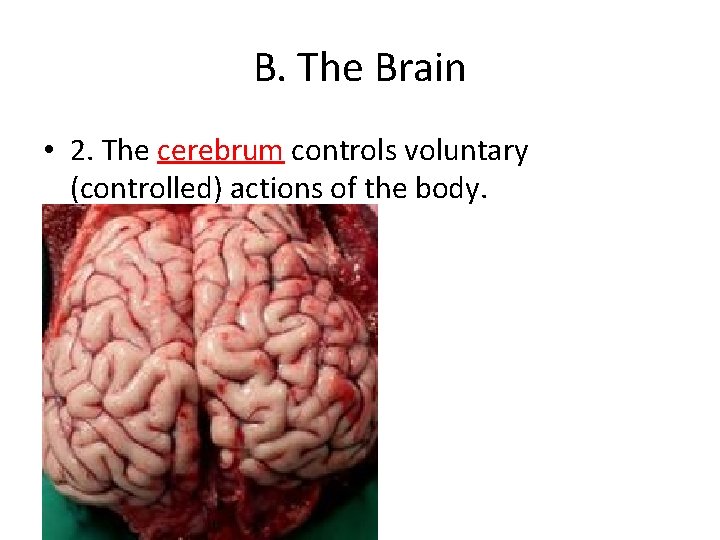 B. The Brain • 2. The cerebrum controls voluntary (controlled) actions of the body.