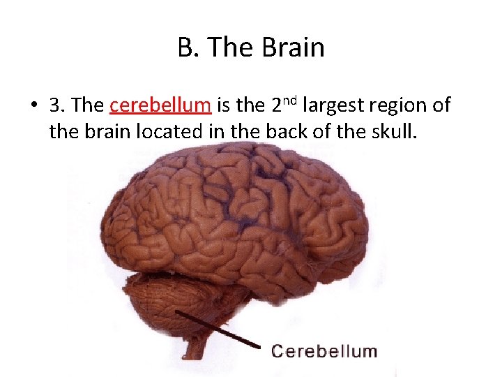 B. The Brain • 3. The cerebellum is the 2 nd largest region of